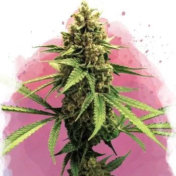 Semeno Nirvana - Lemon OG Haze 3 ks