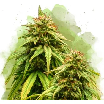 Semeno Nirvana - Amnesia Haze Auto 10 ks