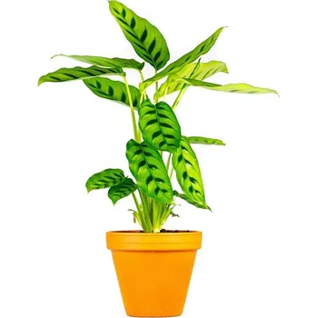 Gardners Calathea leopardina, průměr 12 cm Kalatea