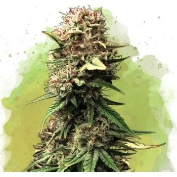 Semeno Nirvana - Jock Horror Auto 10 ks