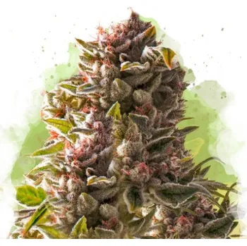 Semeno Nirvana - Auto Aurora Indica 10 ks