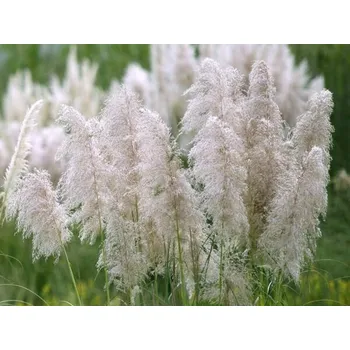 Sazenice Pampová tráva 'Mini Silver Pampas' - Cortaderia selloana 'Mini Silver Pampas' Balení: kontejner p17