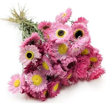 mech-mech.cz Sušená Imortelka, Slaměnka - 50g - (Acroclinium) - růžová - PREMIUM