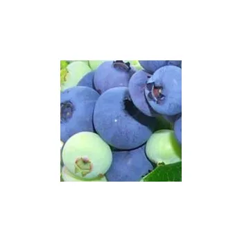 Sazenice Kanadská borůvka RANÁ ´Spartan´ (Vaccinium corymbosum ´Spartan´)