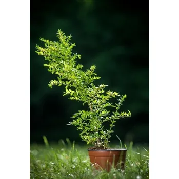 Sazenice Zimolez lesklý 'Maigrun' 10-20 cm Ko1l