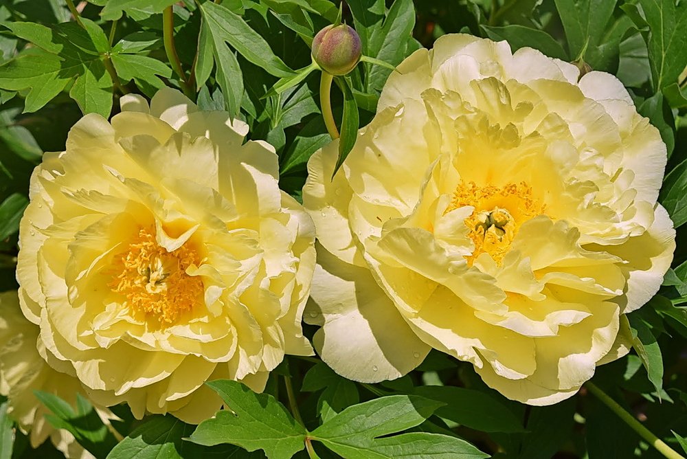 Pivoňka Smith Family Yellow 1 ks