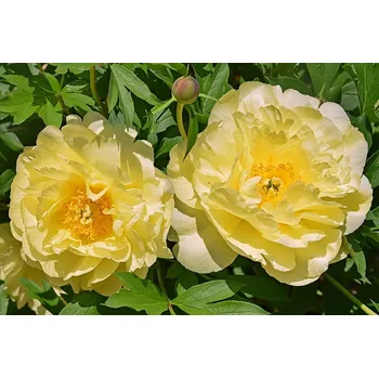 Sazenice cibulkyzholandska Pivoňka Smith Family Yellow 1 ks