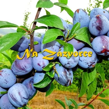 Sazenice Slivoň ´Temano®´ PRAVÁ ŠVESTKA P9