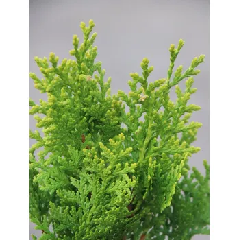 Sazenice Zerav východní 'Aurea Nana' 20-40 cm Ko1l