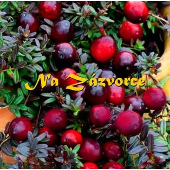 Sazenice Americká brusinka velkoplodá CRANBERRY ´Early Black´ (Vaccinium macrocarpon ´Early Black´)