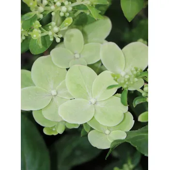 Sazenice Hortenzie latnatá 'Polestar' ® 10-30 cm Ko1l