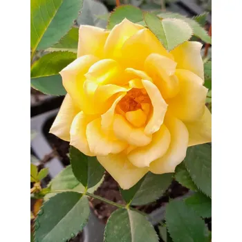 Sazenice Růže terasová 'Golden Sun' 10-30 cm QP