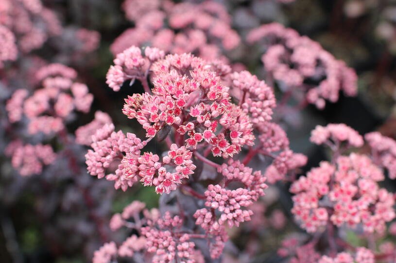 Rozchodník nachový 'Picoletee' - Sedum telephium 'Picolette' Květník o průměru 11 cm