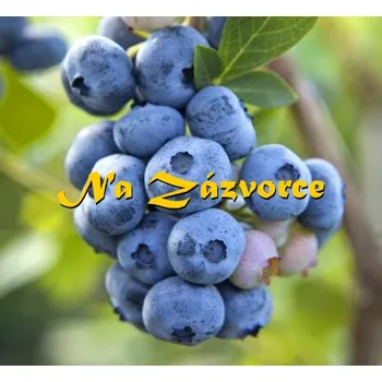 Sazenice Kanadská borůvka RANÁ ´Gupton´ (Vaccinium corymbosum ´Gupton´)