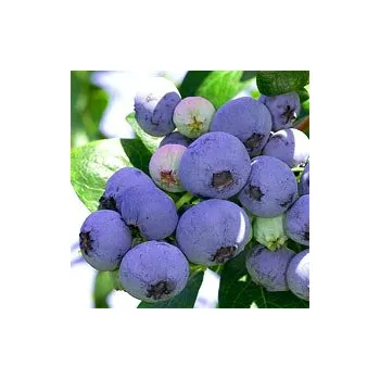 Sazenice Kanadská borůvka POLOPOZDNÍ ´Nelson´ (Vaccinium corymbosum ´Nelson´)