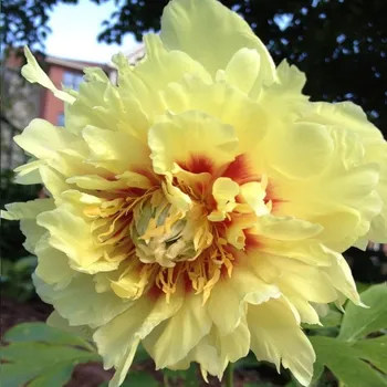 Sazenice cibulkyzholandska Pivoňka Prairie Charm 1 ks