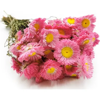 mech-mech.cz Sušená Imortelka, Slaměnka - 50g - (Acroclinium) - růžová