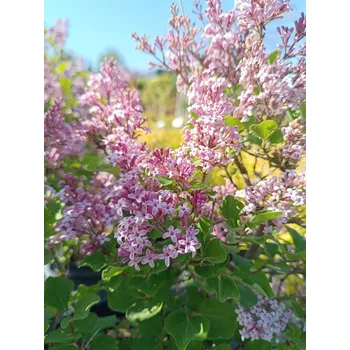 Sazenice Šeřík Meyerův 'Palibin' 5-15 cm H9