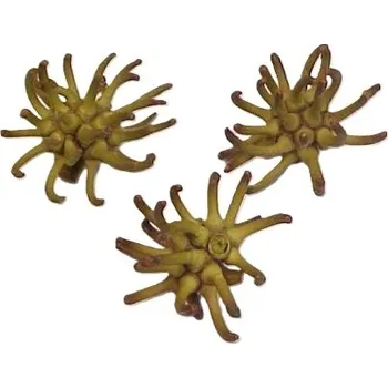 Sušená rostlina Spidergum claws loose, 15 ks, hnědá