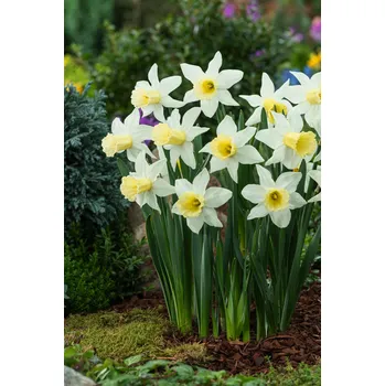 Semeno Narcis 'January silver' 5 ks