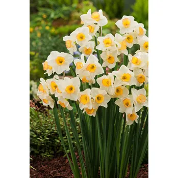 Semeno Narcis 'Yazz' 5 ks