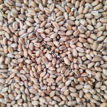 Krmivo pro ptáka FM Pšenice 25 kg