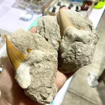 Drahý kámen Žraločí zuby na hornině - Maroko