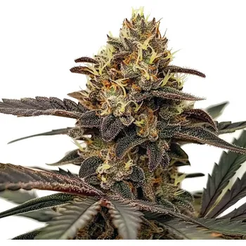 Semeno Semenakonopi.cz Zlushie Počet ks Feminizované: 3+1