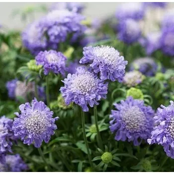 Sazenice Lukon Glads Scabiosa japonica BLUE NOTE - hlaváč japonská