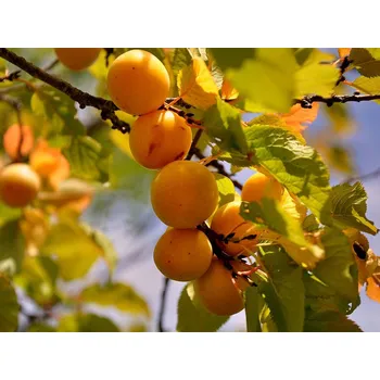 Sazenice Prunus cerasifera - slivoň třešňoplodá /myrobalán/