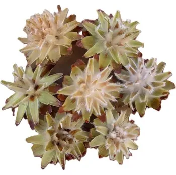 Sušené květiny Plumosum sulphured loose 250 g