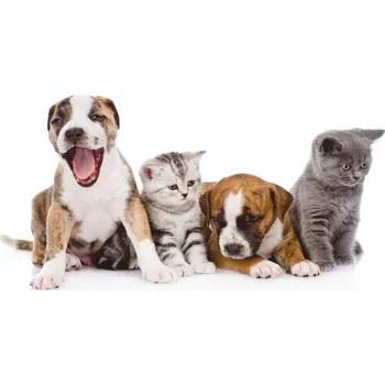 Čisticí roztok na brýle Mikrovlákno na brýle s motivem kočky a psi k objednávce nad 1500 Kč zdarma