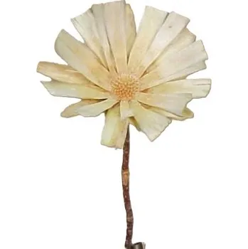 Sušené květiny Supercut large blanched, 10 ks, bělené