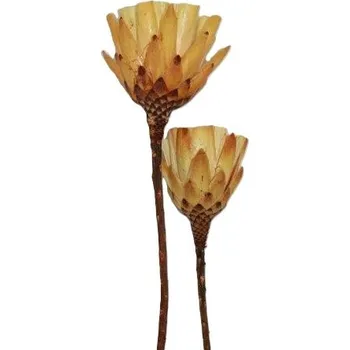 Sušené květiny Repens cut cream, 15 ks, krémové