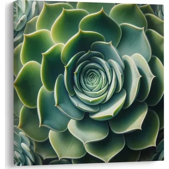 Obraz Dovido Obraz dokonalá spirála sukulentu