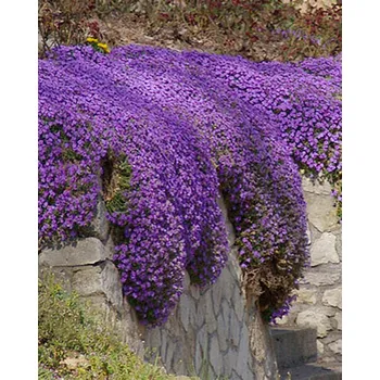 Semeno Lukon Glads Aubrieta deltoidea CASCADE BLUE - tařička