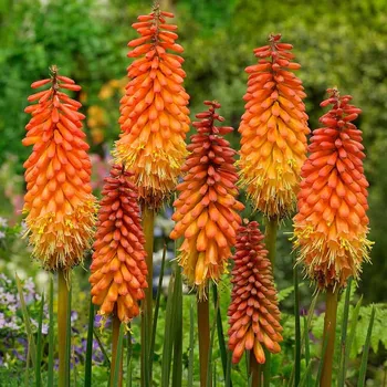Semeno Lukon Glads Kniphofia ALCAZAR - mnohokvět, kleopatřina jehla