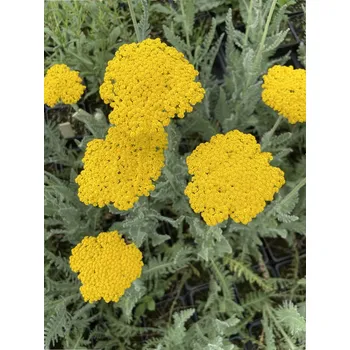 Semeno Lukon Glads Achillea filipendulina CLOTH OF GOLD - řebříček