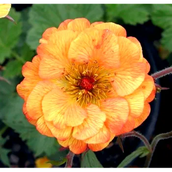 Sazenice Lukon Glads Geum boliviense MANGO LASSI - kuklík