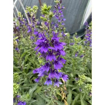 Sazenice Lukon Glads Lobelia speciosa STARSHIP BLUE - lobelka