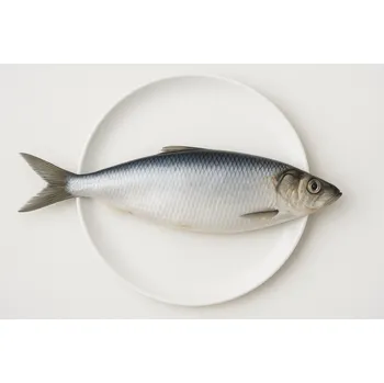 Návnadová surovina SLEĎ BALTSKÝ CELÝ VELKÝ - Mražené nástražní ryby - 25 cm 500 g