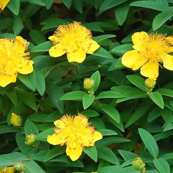 Sazenice TŘEZALKA KALÍŠKATÁ kont. 2,5L