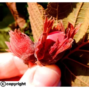 Sazenice Líska Lenka® ČERVENÁ JÁDRA