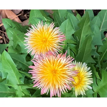Semeno Lukon Glads Taraxacum pseudoroseum PINK DANDELION - růžová pampeliška