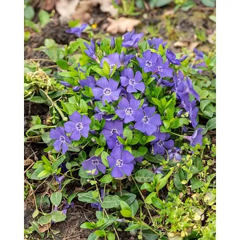 Sazenice Lukon Glads Vinca minor BLUE - barvínek menší