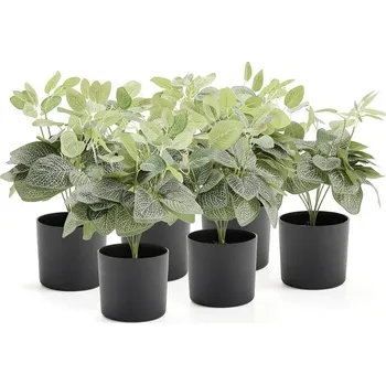 umělá květina Umělá rostlina EVERGREEN, fitónie, výška 380 mm, 6 ks