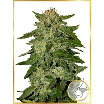 Semeno Mr. Hide Seeds - Auto White Widow 50 ks