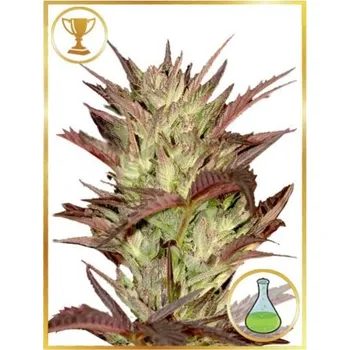 Semeno Mr. Hide Seeds - Mr. Jekyll Kush 3 ks