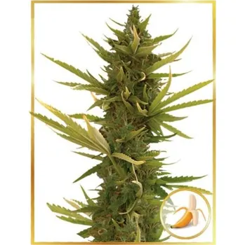 Semeno Mr. Hide Seeds - Auto Black Banana 1 ks