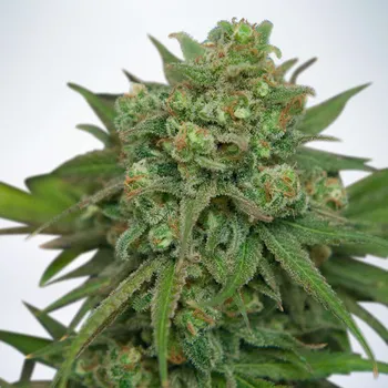 Semeno Ministry of Cannabis - Instakush 2 ks